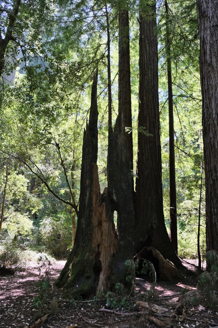 Big Basin, California